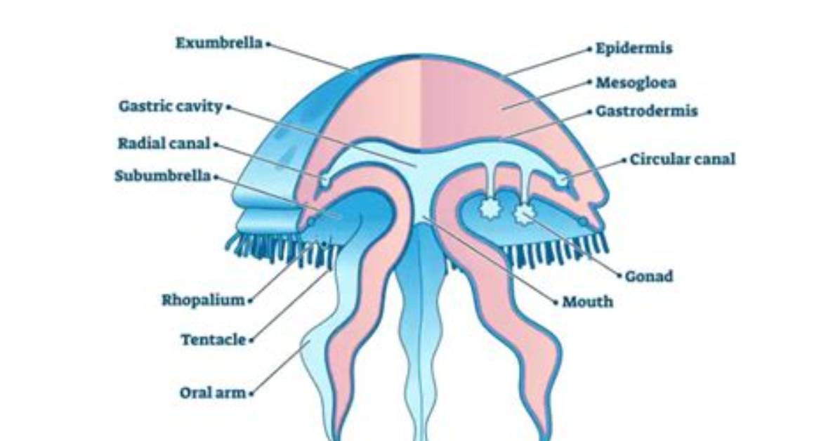 Does Jellyfish Have Bones?