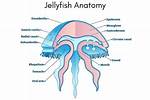 Does Jellyfish Have Bones?