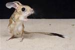 Does Jerboas Have Arms?