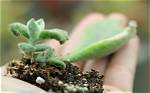 Does Kalanchoe Multiply