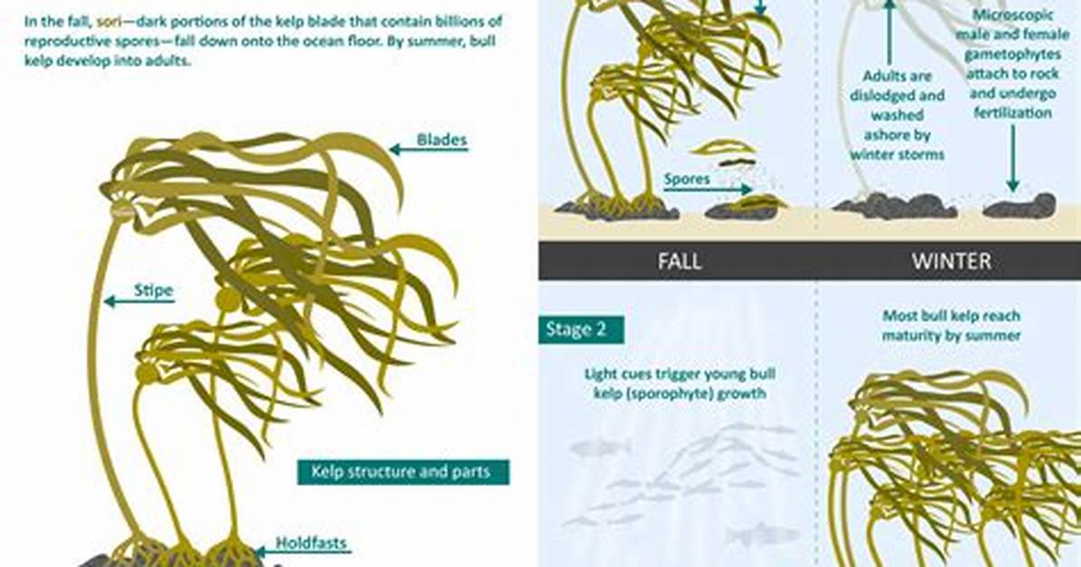 Does Kelp Grow Quickly