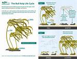 Does Kelp Grow Quickly