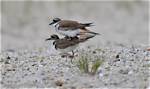 Does Killdeer Mate for Life?