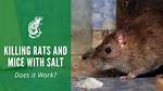 Does Killing Rats Count as a Kill in Dishonored?