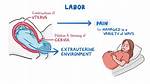 Does Laboring Down Help?