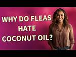 Does Lauric Acid Kill Fleas?
