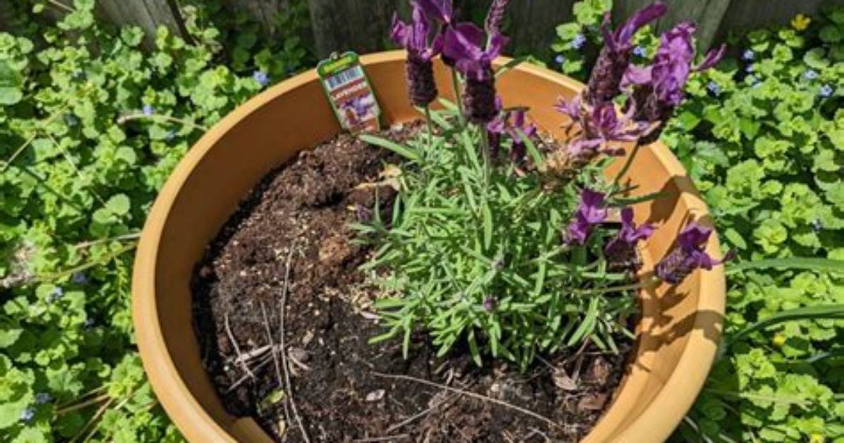 Does Lavender Get Pot Bound?