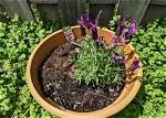Does Lavender Get Pot Bound?