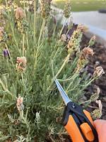 Does Lavender Need Deadheading?