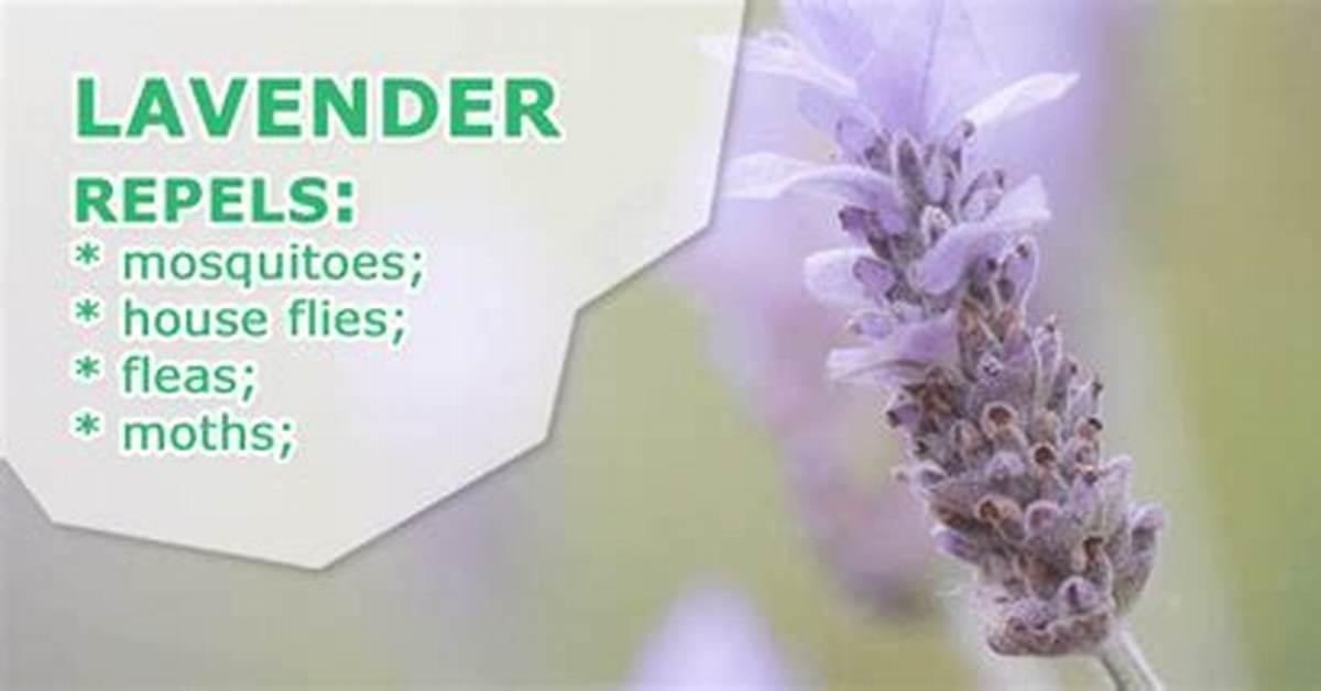Does Lavender Repel Bugs