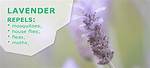 Does Lavender Repel Bugs