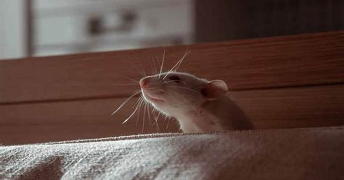 Does Lavender Repel Rats