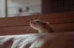 Does Lavender Repel Rats