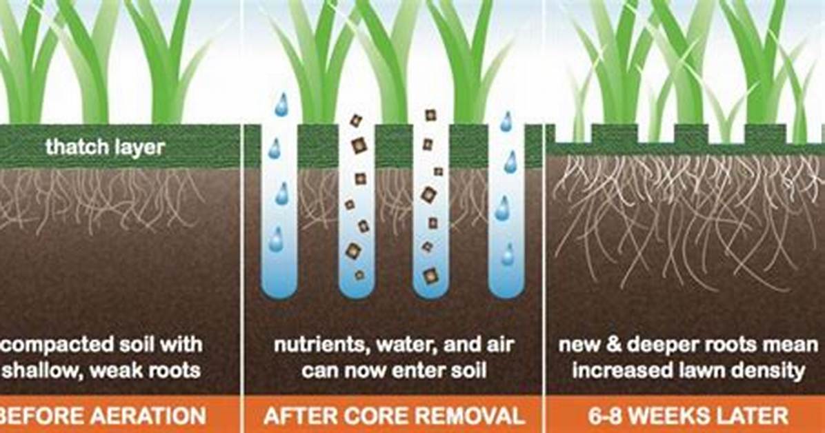 Does Lawn Coring Work?
