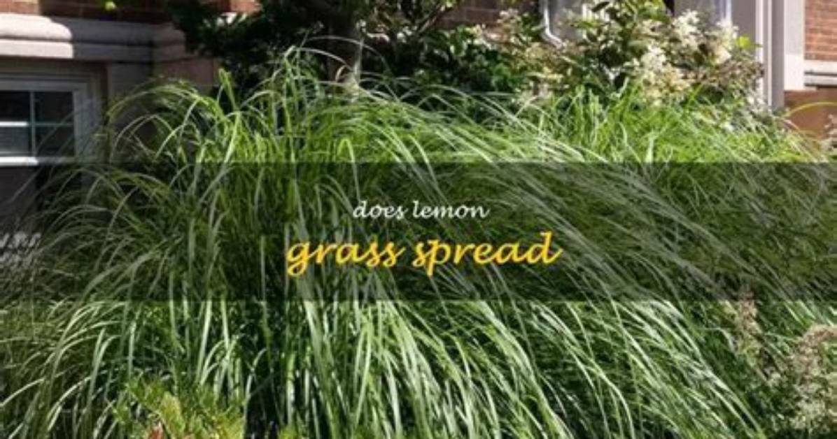 Does Lemon Grass Spread