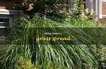 Does Lemon Grass Spread