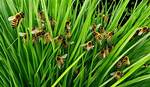 Does Lemongrass Kill Bees