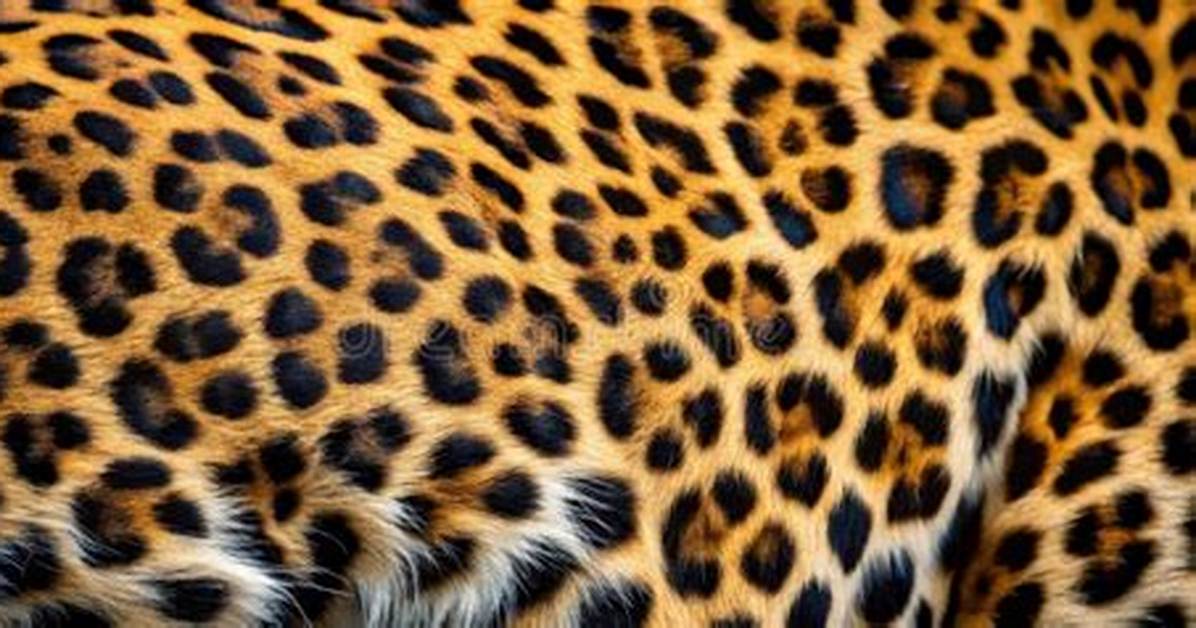 Does Leopard Has Rosettes?
