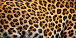 Does Leopard Has Rosettes?