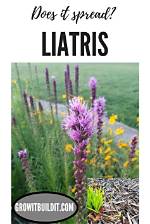 Does Liatris Spicata Spread?