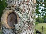 Does Lichen on a Tree Kill It?