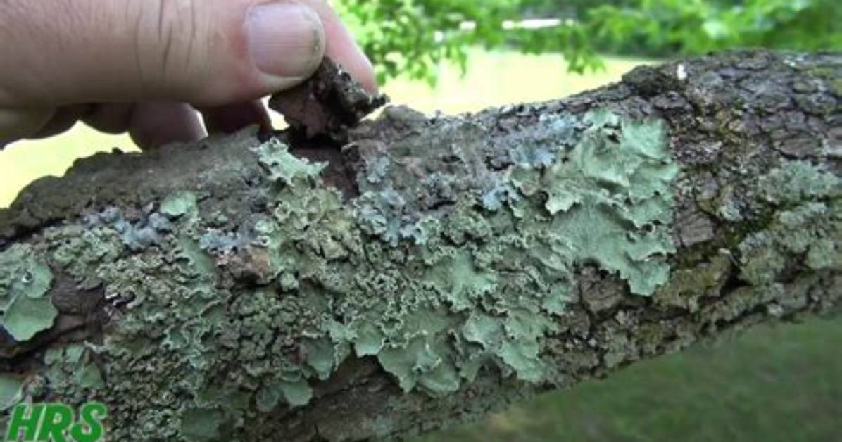 Does Lichens Kill Trees?