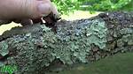 Does Lichens Kill Trees?