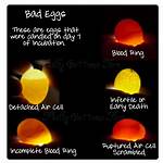 Does Light Affect Incubating Eggs?