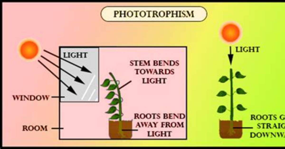 Does Light Affect Phototropism?
