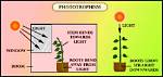 Does Light Affect Phototropism?