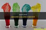 Does Lime Absorb Water?