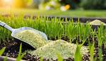 Does Lime Kill Grass Seed?