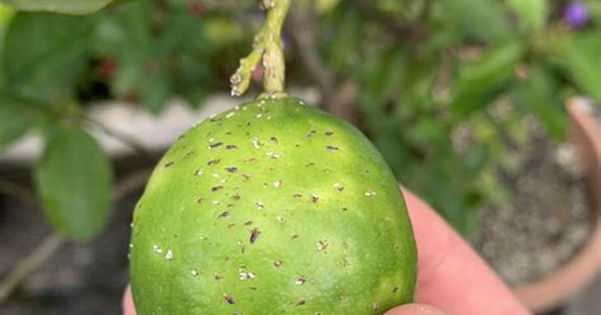Does Lime Kill Pests?