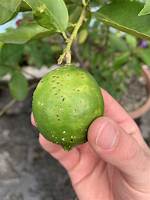 Does Lime Kill Pests?