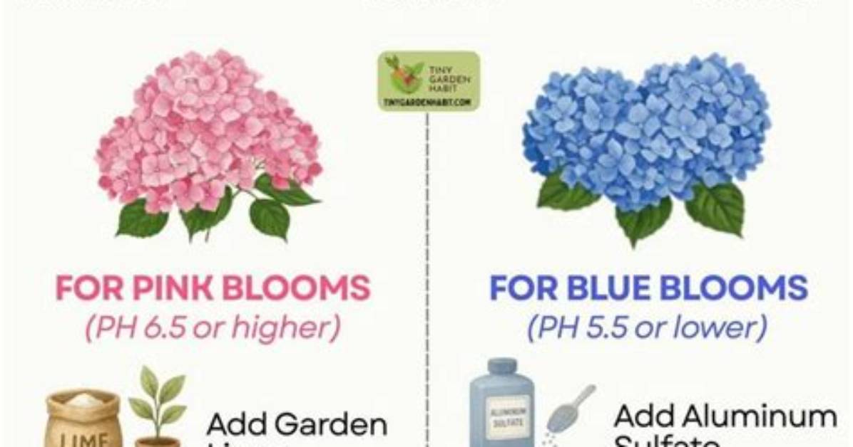 Does Lime Turn Hydrangeas Blue?