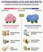 Does Lime Turn Hydrangeas Blue?