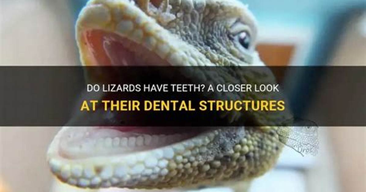 Does Lizard Have Teeth?