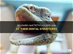 Does Lizard Have Teeth?