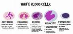 Does Lobed Nucleus Mean?