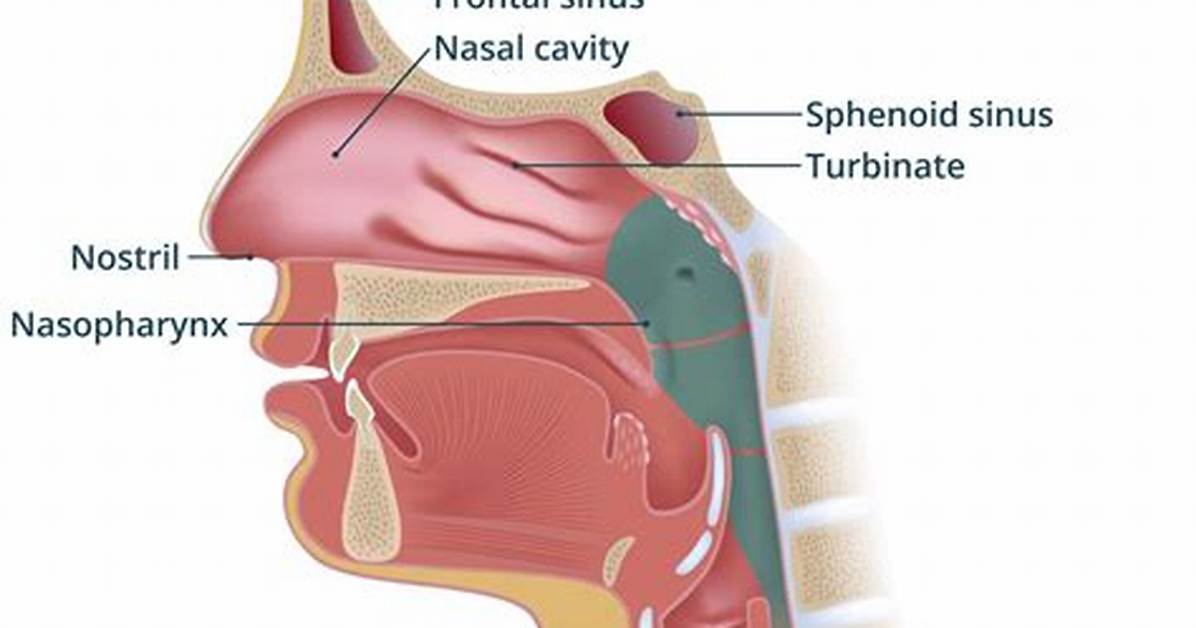 Does Lockets Help Blocked Nose?