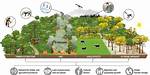 Does Logging Reduce Forest Fires?