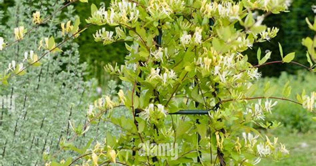 Does Lonicera Need Support?