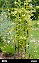 Does Lonicera Need Support?
