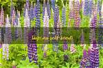 Does Lupines Self Seed?