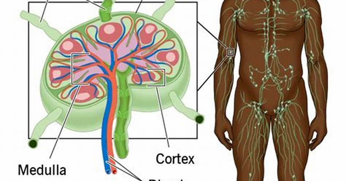Does Lymph Stim Work?