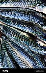 Does Mackerel Need Scaling