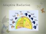Does Macroevolution Occur During Adaptive Radiation?