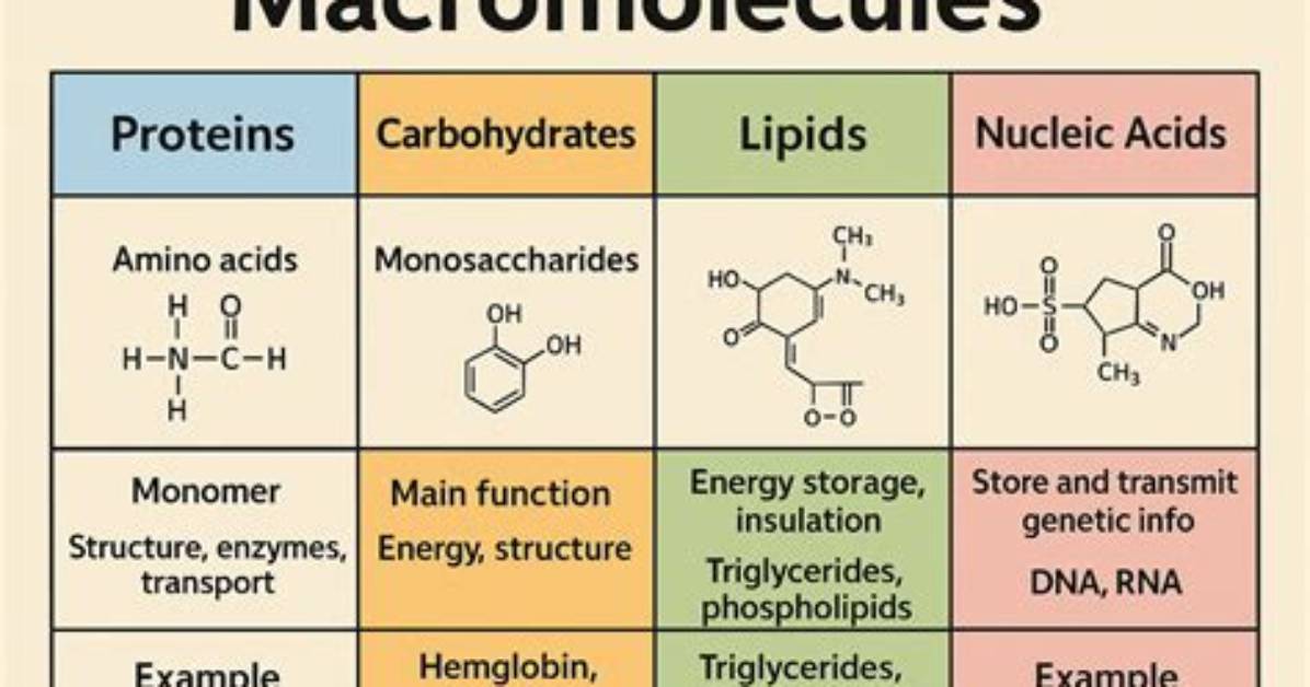 Does Macromolecules Contain Phosphorus?
