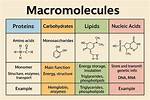 Does Macromolecules Contain Phosphorus?