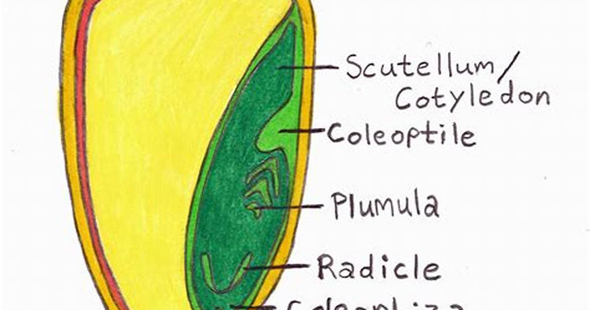Does Maize Have Cotyledons?